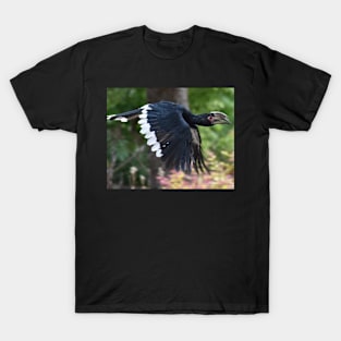 Trumpeter Hornbill T-Shirt